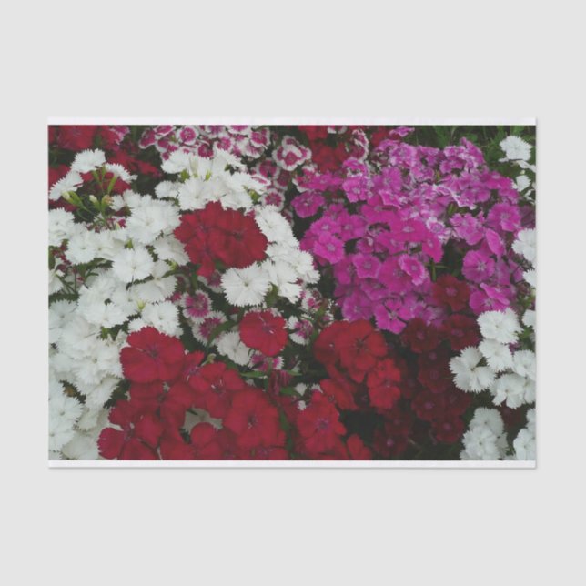 White, Pink and Red Dianthus Floral Tissue Paper (Front)