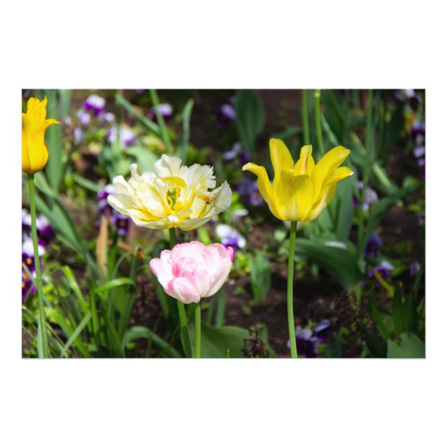 White, pink and yellow tulips in the garden  photo print (Front)