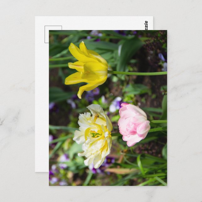 White, pink and yellow tulips in the garden  postcard (Front/Back)