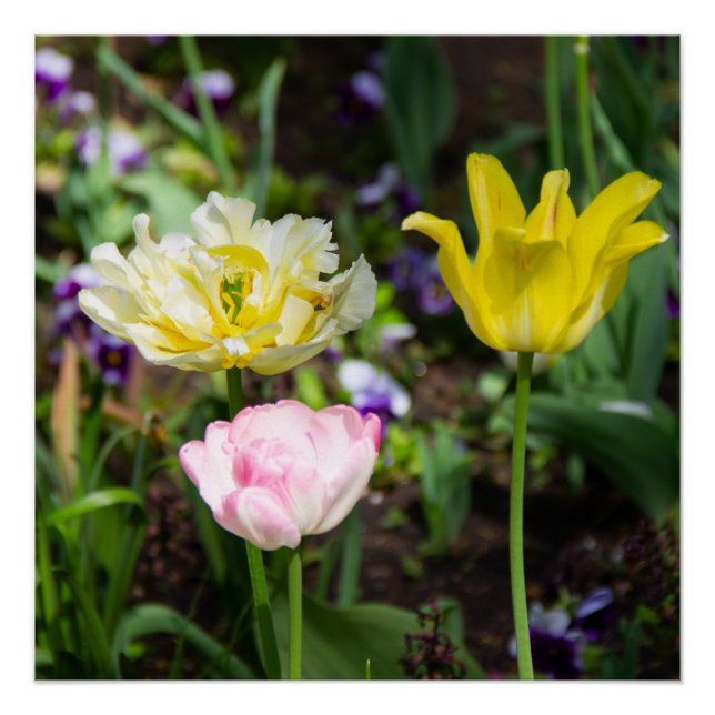 White, pink and yellow tulips in the garden  poster (Front)