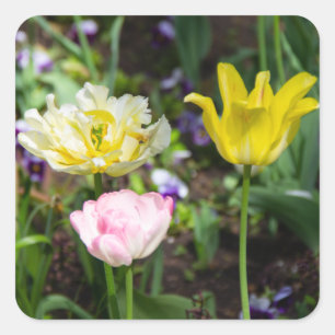 White, pink and yellow tulips in the garden square sticker