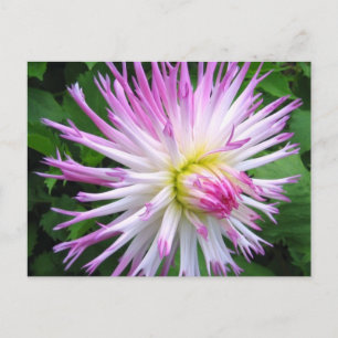 White pink dahlia - Postcard