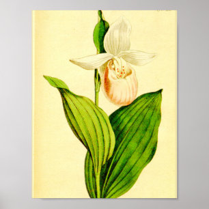 White & Pink Lady Slipper Poster