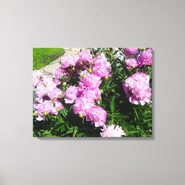 White Pink Peony Flower Canvas Print (Front)