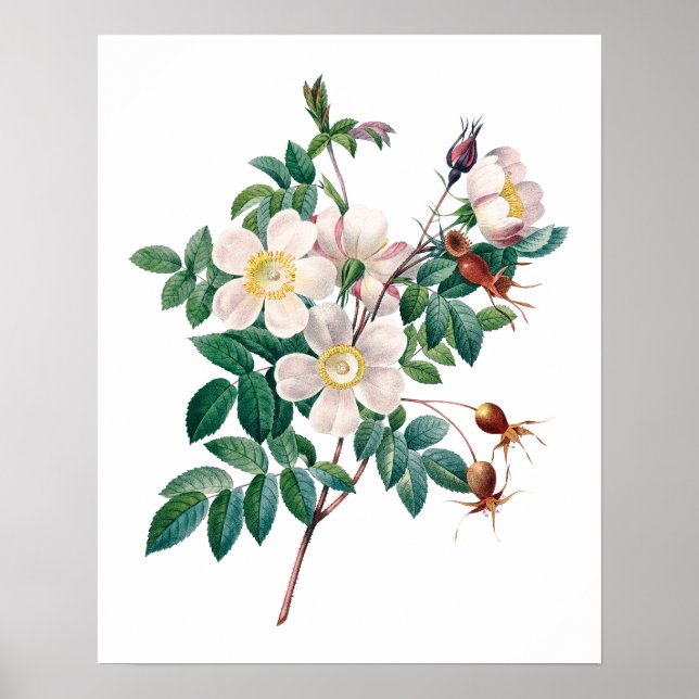 White pink roses vintage poster (Front)