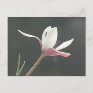 White Pink Tulip Close Up DIY Postcard