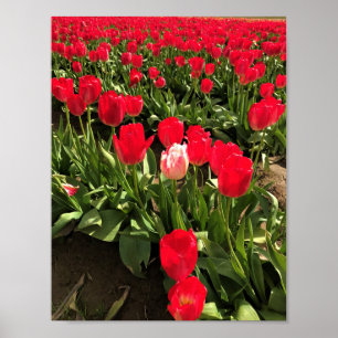 White & Pink Tulip in a Red Tulip Field, Oregon Poster