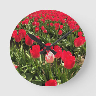 White & Pink Tulip in a Red Tulip Field, Oregon Round Clock