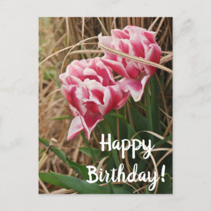 White & Pink Tulips Birthday Postcard