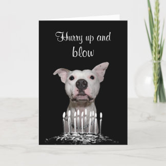 White Pitbull Birthday Card