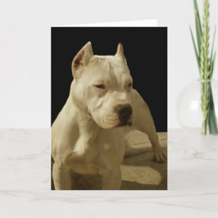 White pitbull greeting card
