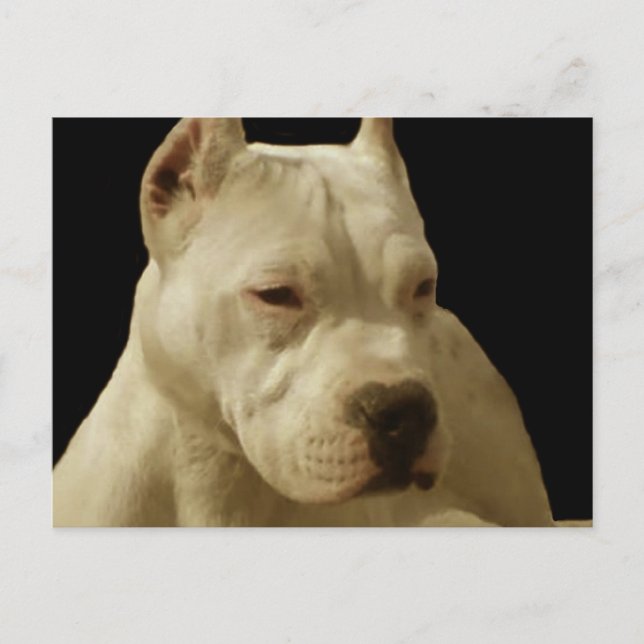 White pitbull postcard (Front)