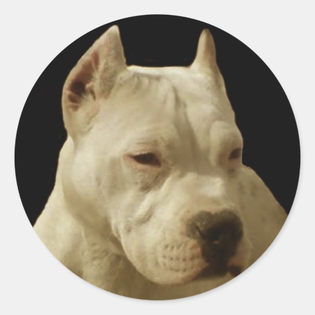 White pitbull stickers (Front)