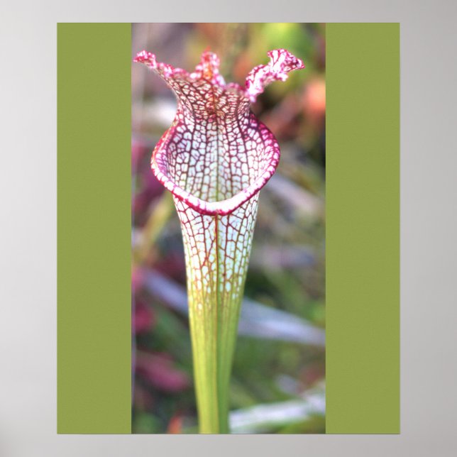 White Pitcher Plant Photo Poster (Front)