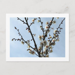 White Plum Blossom: Japan Postcard