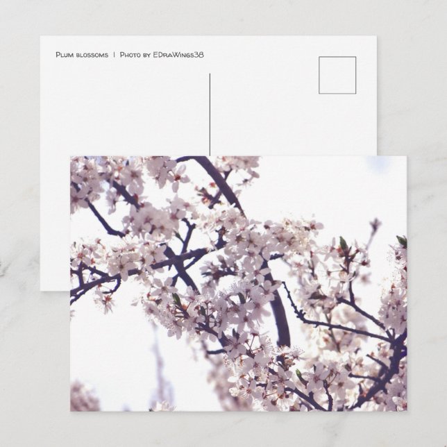 White Plum Blossom Spring Tree Nature Photography Postcard (Front/Back)
