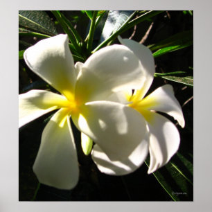 White Plumaria Frangipani Flowers Poster Print