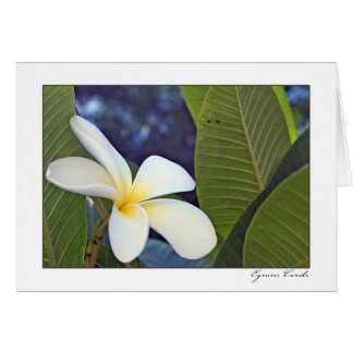 White Plumeria