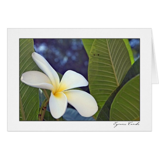 White Plumeria (Front Horizontal)