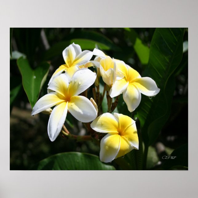 White Plumeria Art Print (Front)