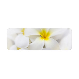 White Plumeria Flower Frangipani Floral Flowers