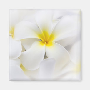 White Plumeria Flower Frangipani Floral Flowers Magnet