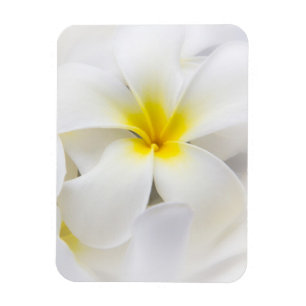 White Plumeria Flower Frangipani Floral Flowers Magnet