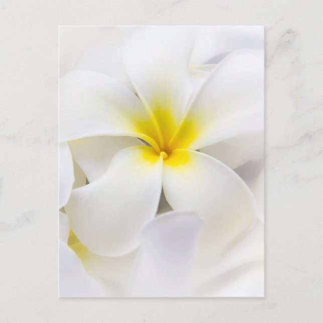White Plumeria Flower Frangipani Floral Flowers Postcard (Front)