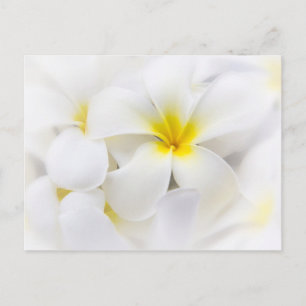White Plumeria Flower Frangipani Floral Flowers Postcard