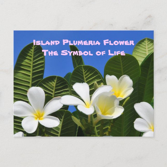 White Plumeria Flower Hawaiian Postcard (Front)
