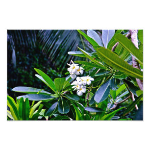 White Plumeria Flowers Photo Print