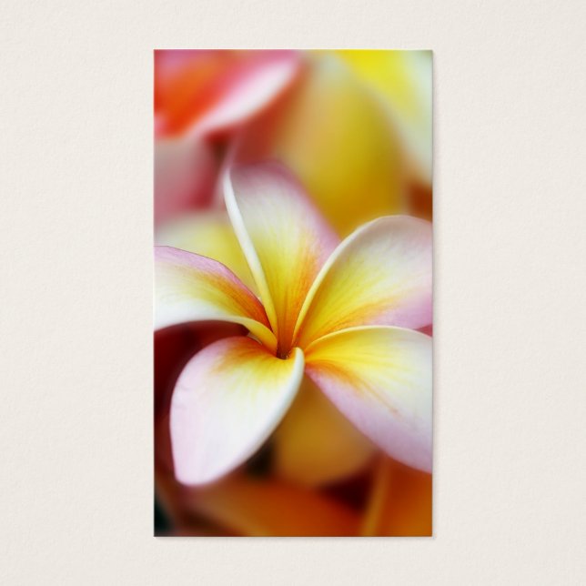 White Plumeria Frangipani Hawaii Flower Hawaiian (Front)