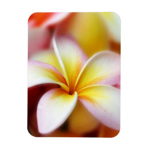 White Plumeria Frangipani Hawaii Flower Hawaiian Magnet