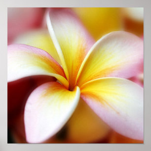 White Plumeria Frangipani Hawaii Flower Hawaiian Poster