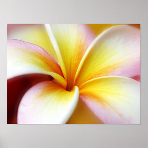 White Plumeria Frangipani Hawaii Flower Hawaiian Poster
