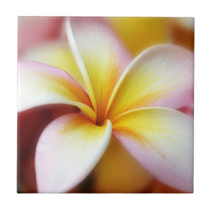 White Plumeria Frangipani Hawaii Flower Hawaiian Tile