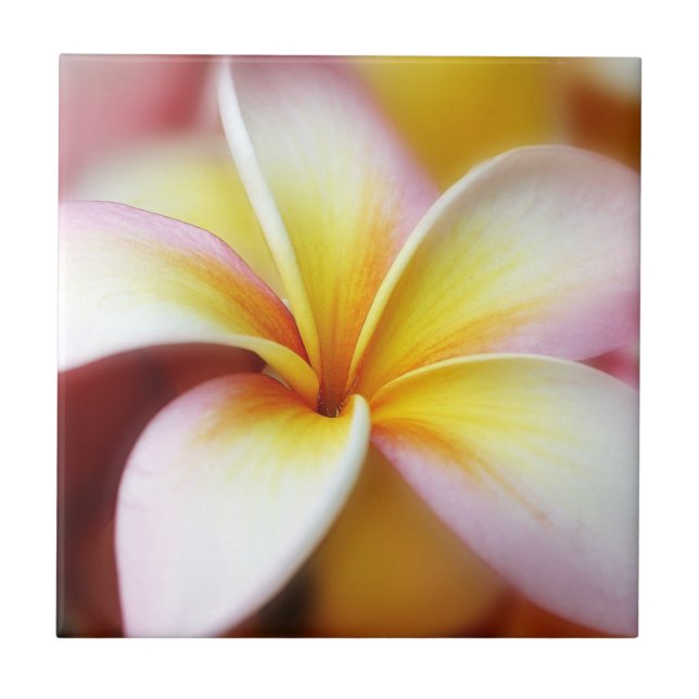 White Plumeria Frangipani Hawaii Flower Hawaiian Tile (Front)