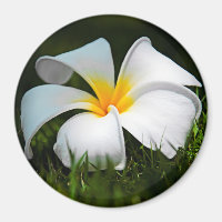 White Plumeria Frangipani Hawaii Flower