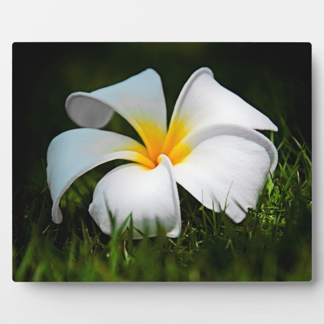 White Plumeria Frangipani Hawaii Flower Plaque (Front)