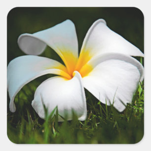 White Plumeria Frangipani Hawaii Flower Square Sticker
