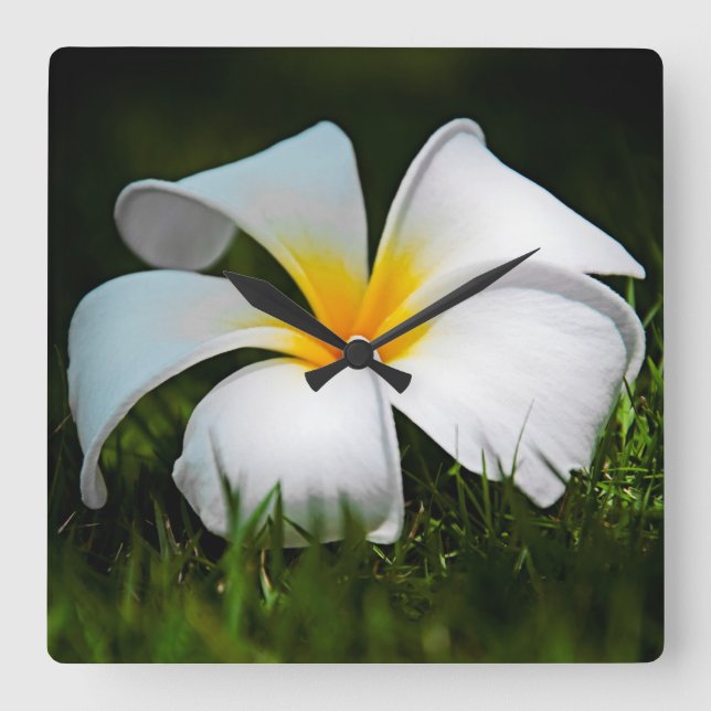 White Plumeria Frangipani Hawaii Flower Square Wall Clock (Front)