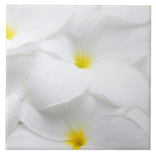White Plumeria Frangipani Hawaiian Tropical Flower Tile
