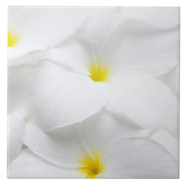 White Plumeria Frangipani Hawaiian Tropical Flower Tile (Front)