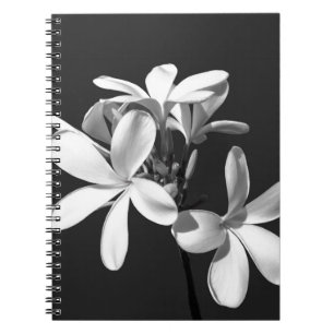 White Plumeria in full bloom Notebook