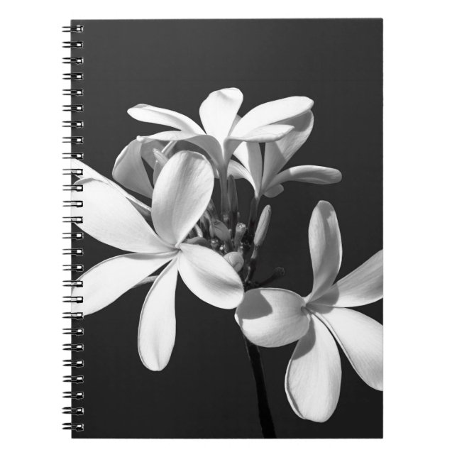White Plumeria in full bloom Notebook (Front)
