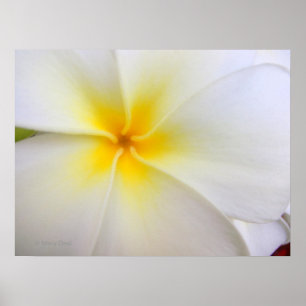 White Plumeria Poster