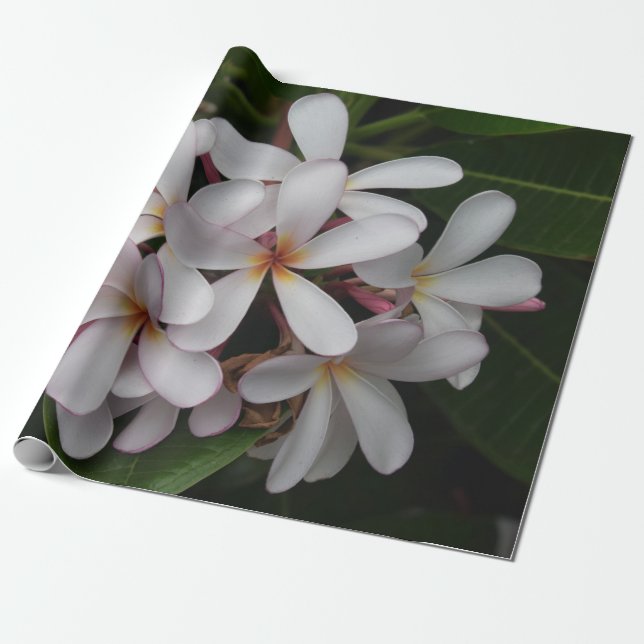 White Plumeria Wrapping Paper (Unrolled)