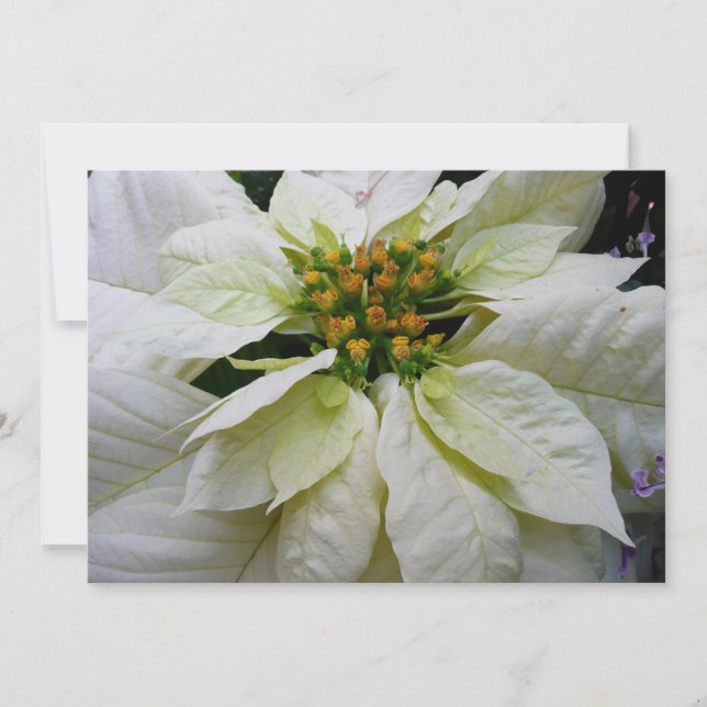 White Poinsettia Elegant Christmas Holiday Floral (Front)