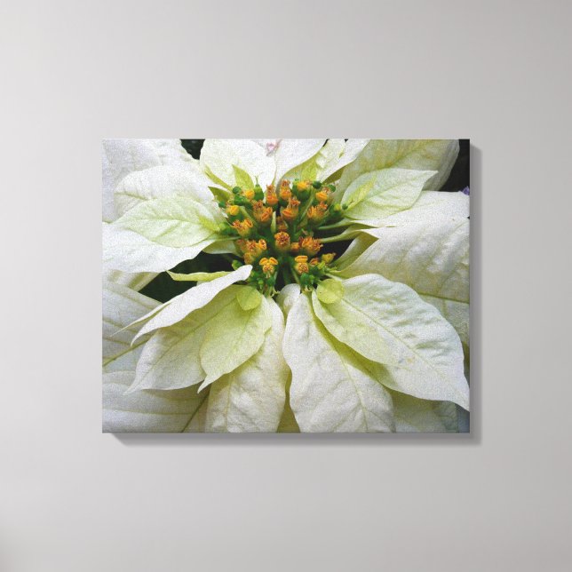 White Poinsettia Elegant Christmas Holiday Floral Canvas Print (Front)