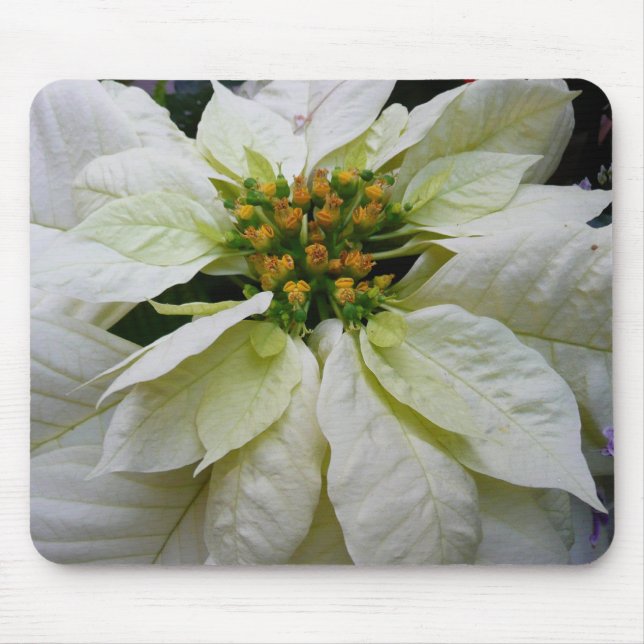 White Poinsettia Elegant Christmas Holiday Floral Mouse Mat (Front)